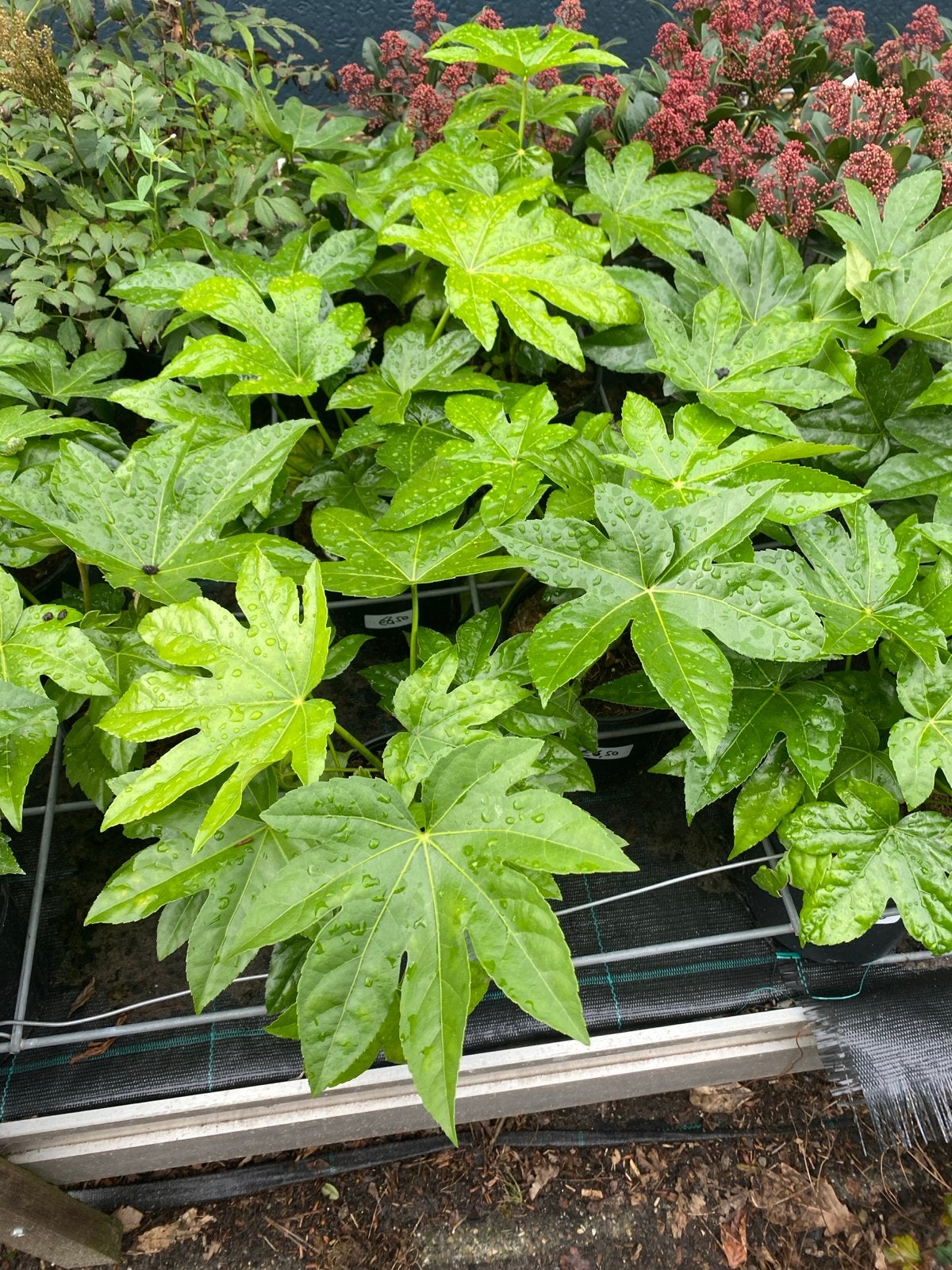 Fatsia japonica - Glanzende Vingerplant voor binnen en buite, Tuin en Terras, Planten | Tuinplanten, Vaste plant, Halfschaduw