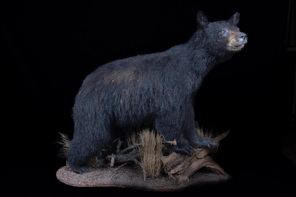 Zwarte beer taxidermie met CITES, Ophalen, Zo goed als nieuw, Overige soorten, Opgezet dier