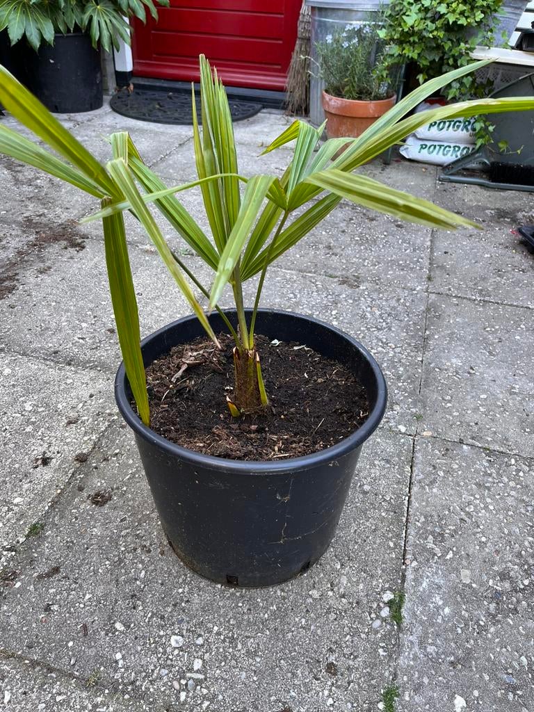 Trachycarpus Fortunei “palmboom” in pot, Tuin en Terras, Ophalen, Overige soorten, Volle zon