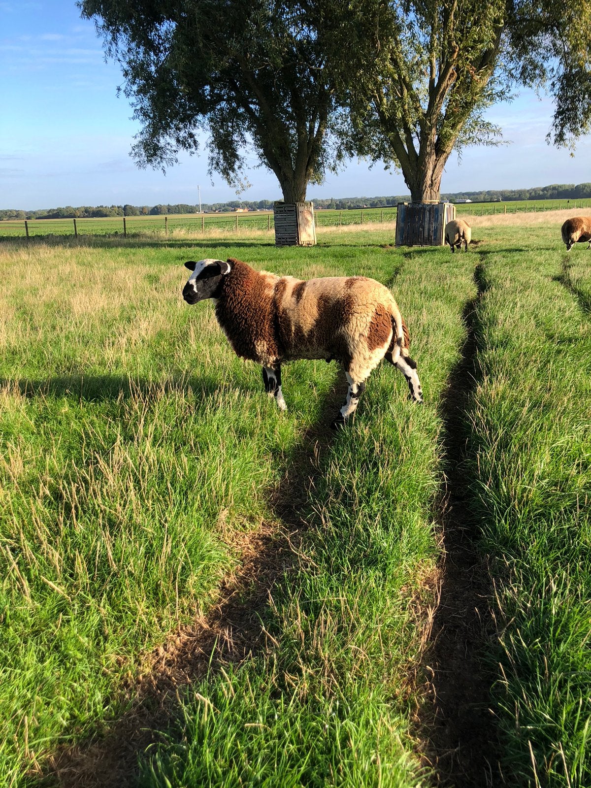 Mooie forse jonge bonte dekram., Dieren en Toebehoren, Mannelijk, Schaap