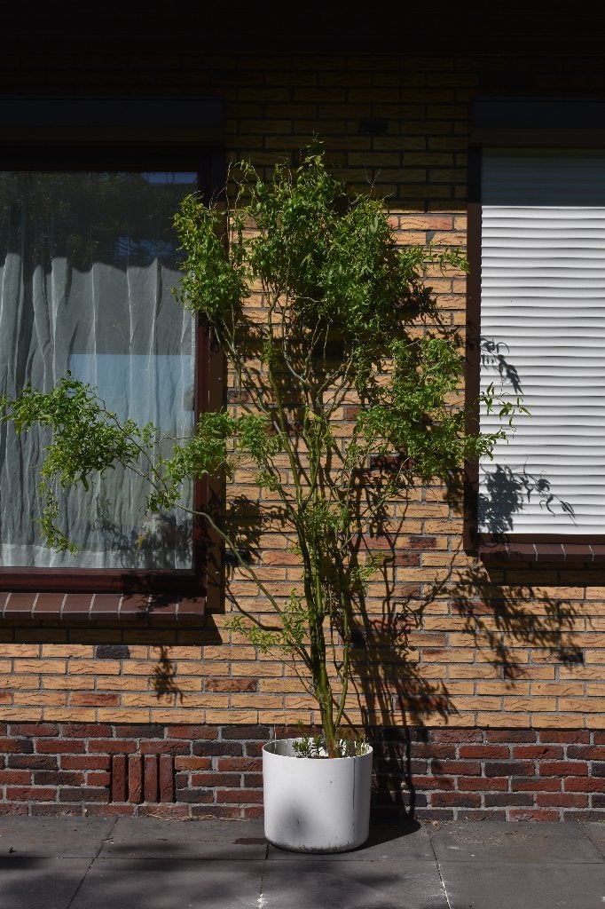 Kronkelwilg ruim 250 cm hoog - 25 euro, Tuin en Terras, Ophalen, Overige soorten, 250 cm of meer