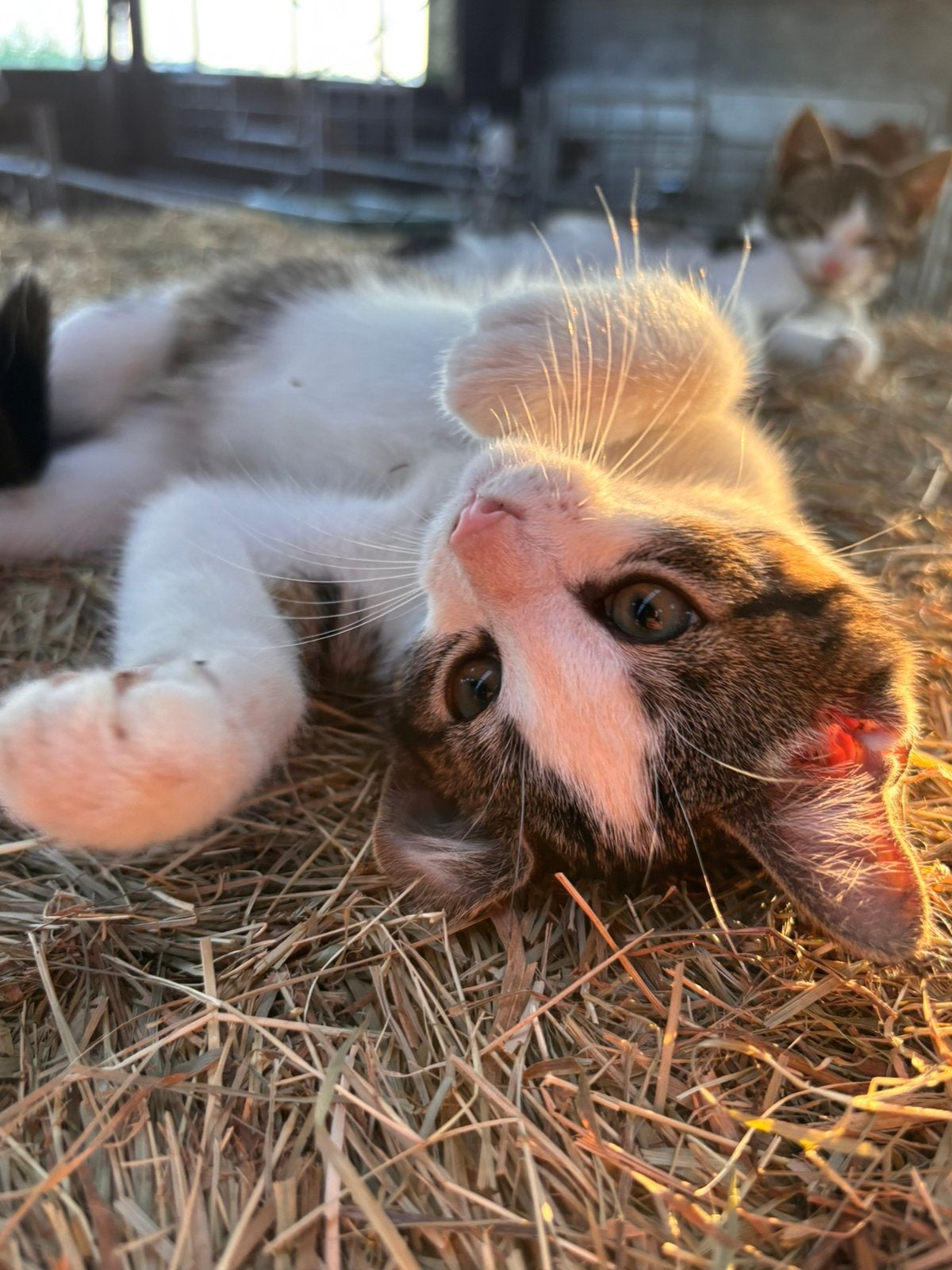 Boerderij kittens te koop, Dieren en Toebehoren, Meerdere dieren