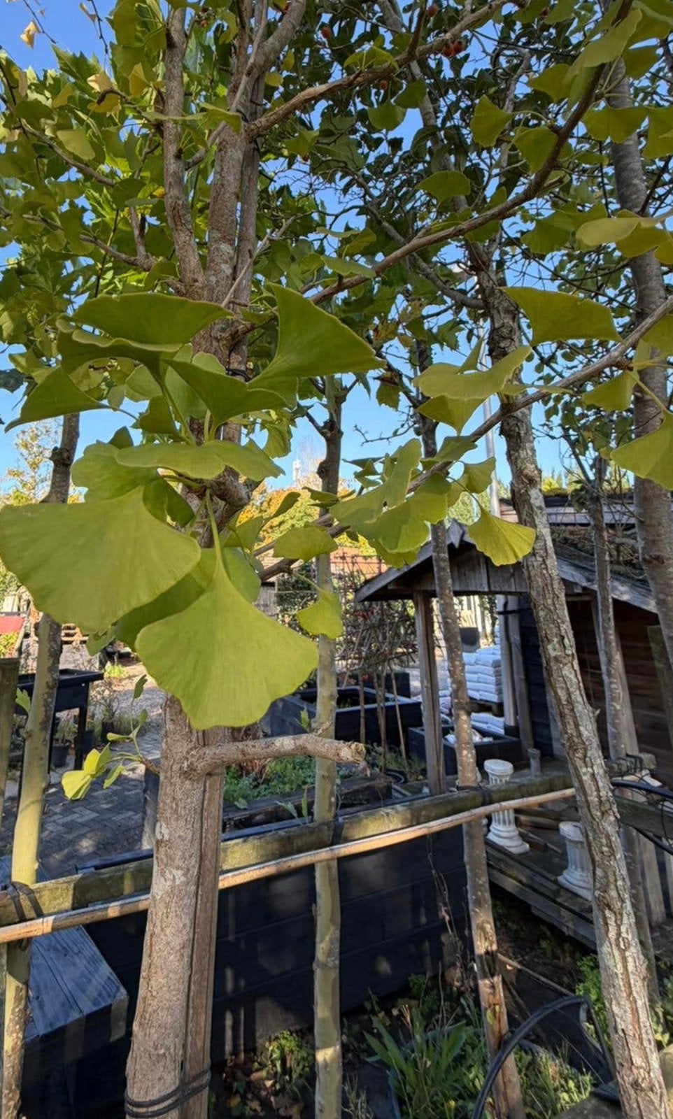 Ginkgo biloba SALE mooie Japanse notenbomen va €75,00