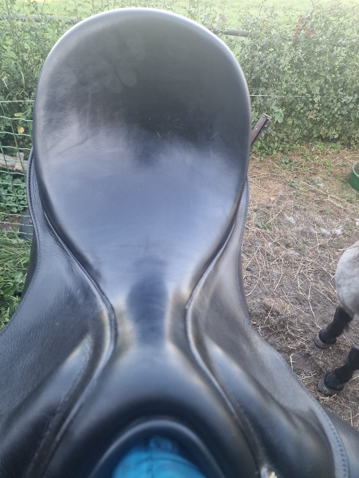 kingsley d4 3 jaar oud 17.5 inch en een graziozo !!, Dieren en Toebehoren, Ophalen of Verzenden, Zo goed als nieuw, Dressuur