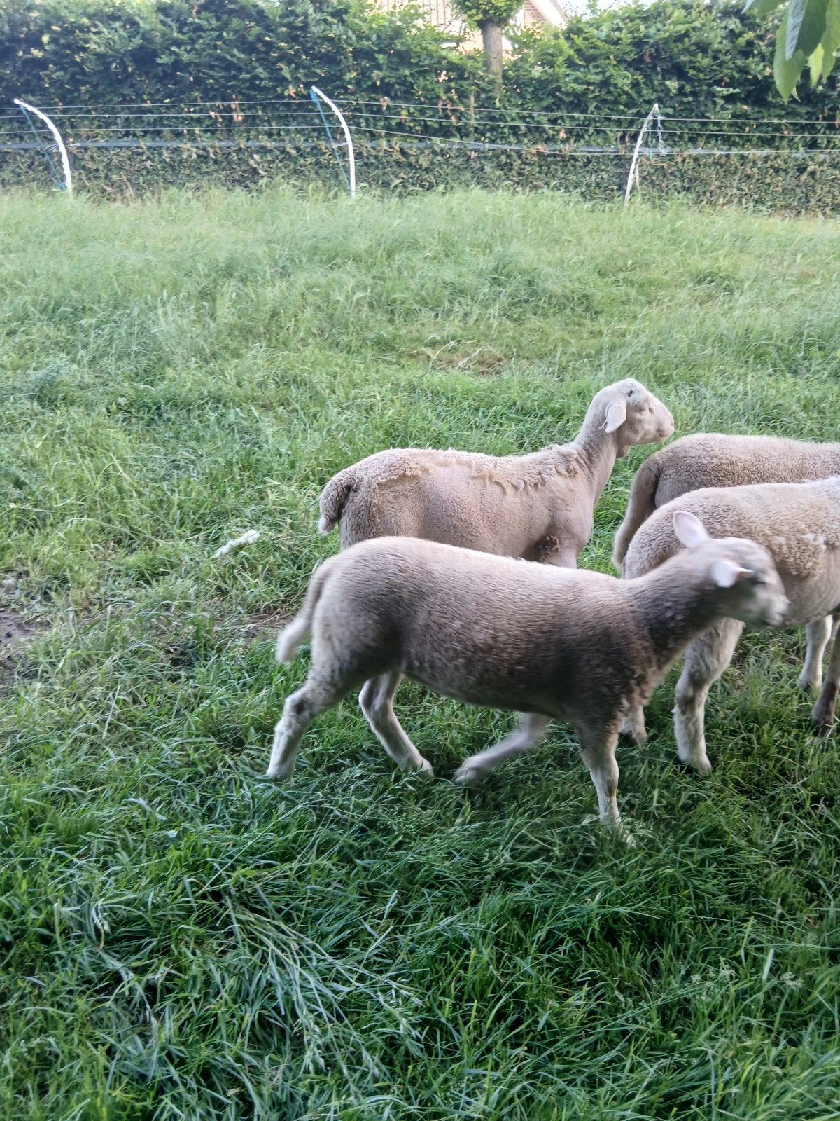Mooie stamboek nolana ruischaap rammen, Mannelijk, Schaap