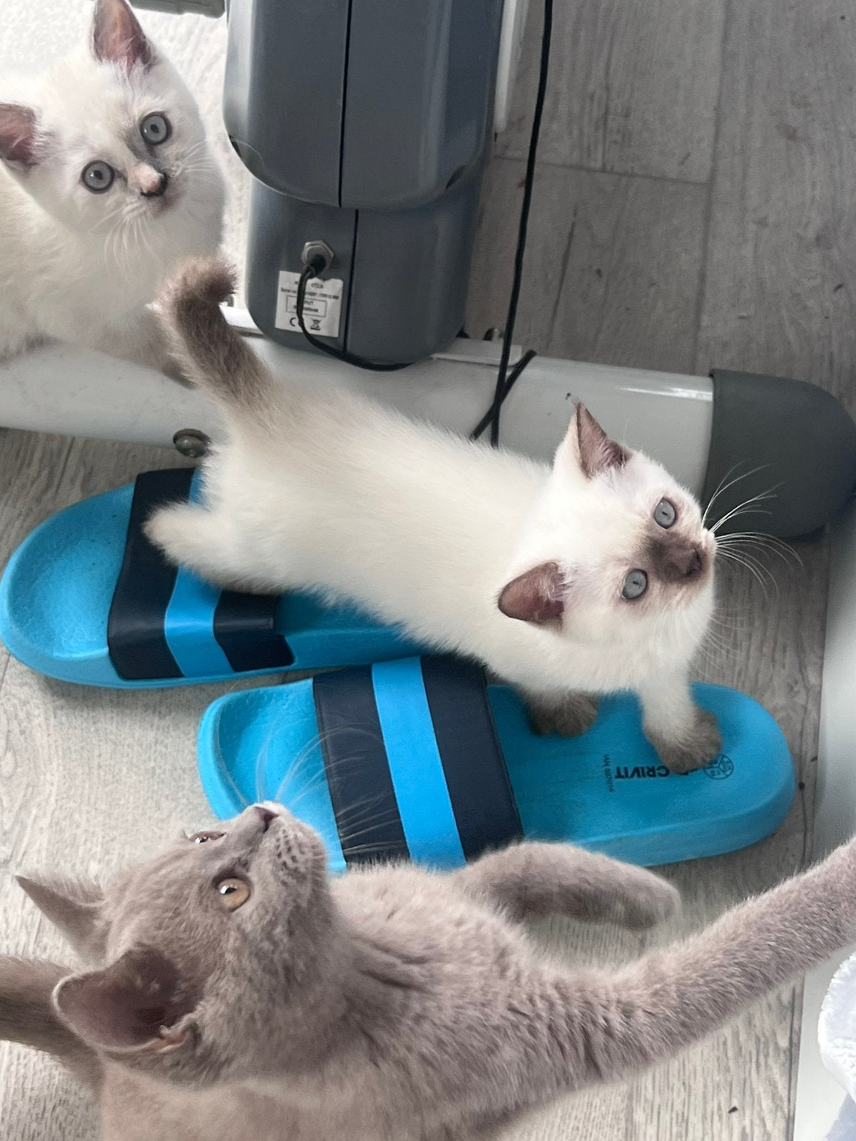 Britse korthaar kittens, Dieren en Toebehoren, Katten en Kittens | Raskatten | Korthaar, Poes, Ontwormd, 0 tot 2 jaar