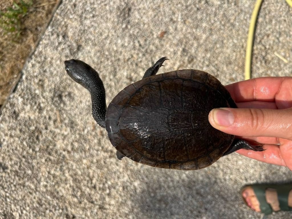 Schildpad - Chelodina Mccordi - Roti slangenhalsschildpad, Schildpad, 0 tot 2 jaar