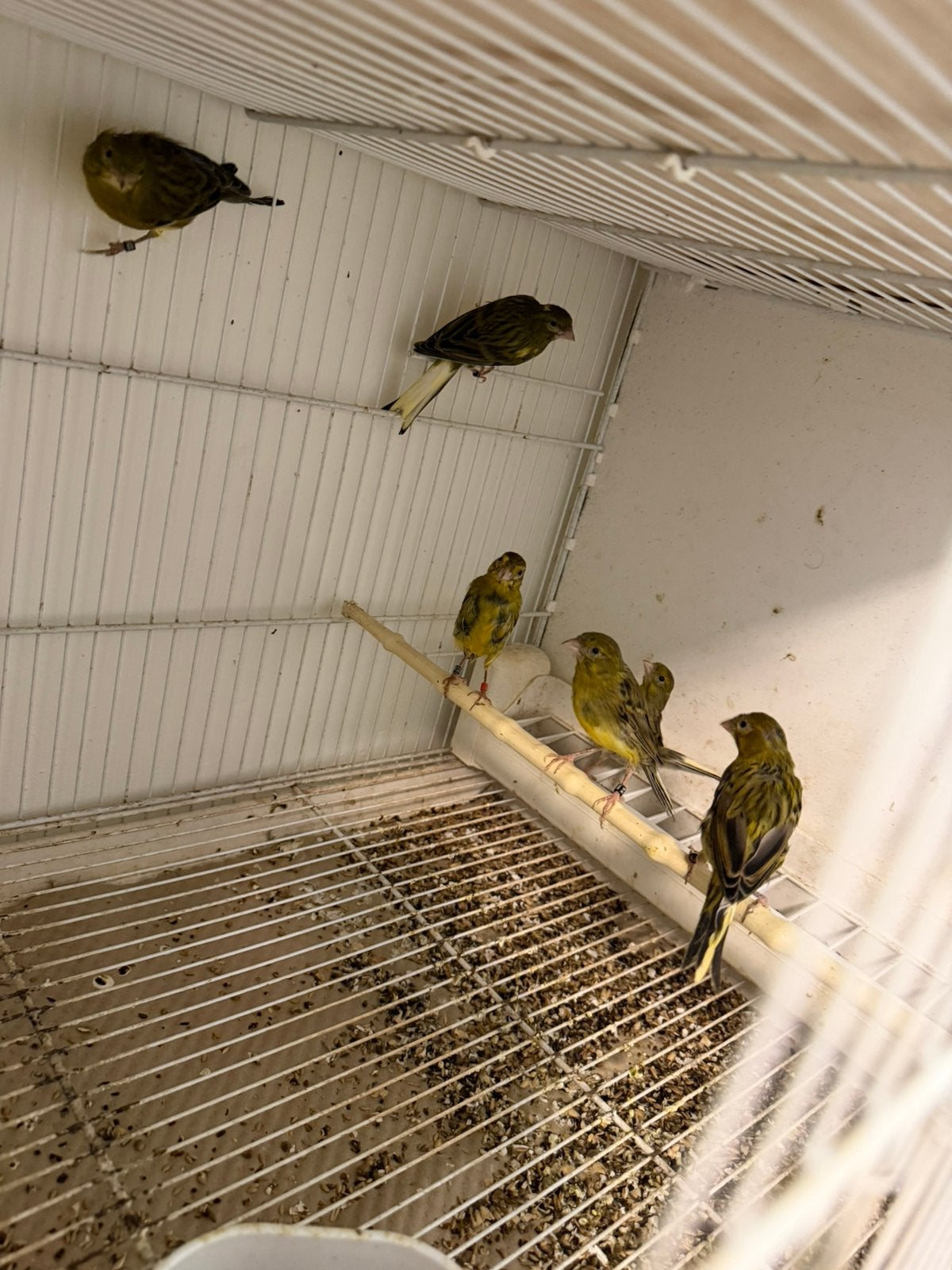 Raza kanaries, Dieren en Toebehoren, Meerdere dieren, Kleurkanarie