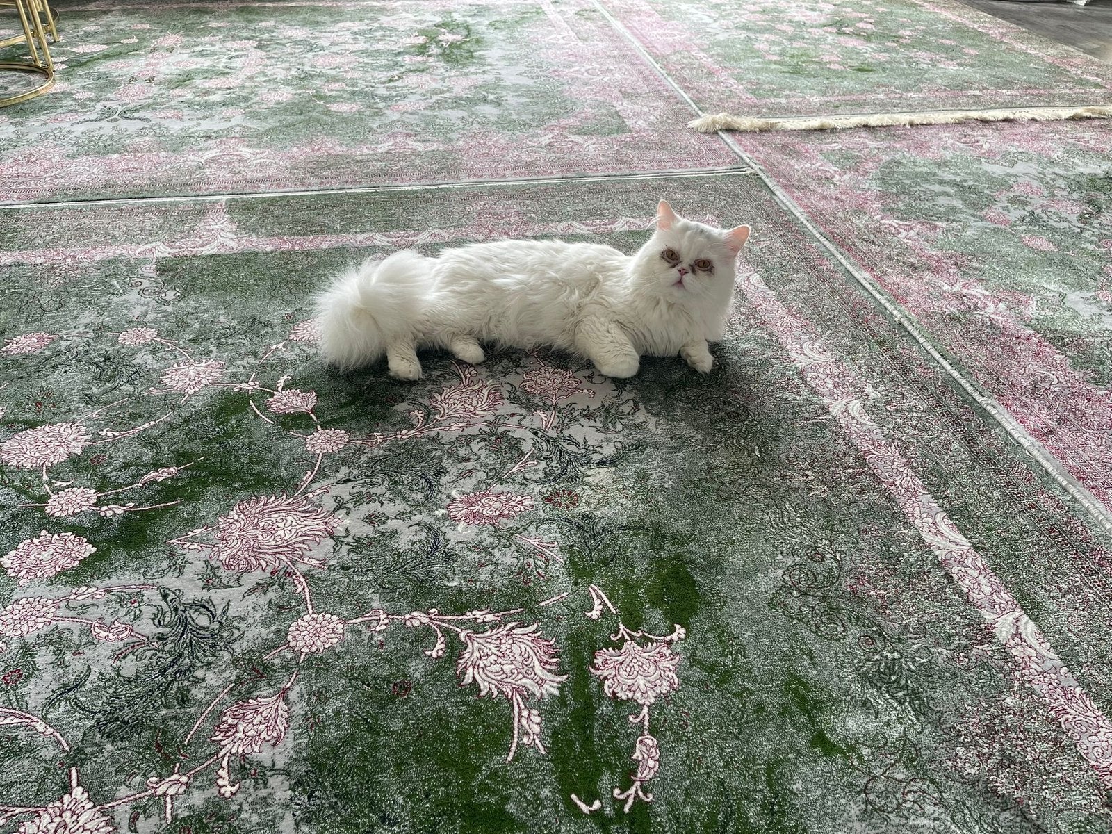 Lieve perzische kater
