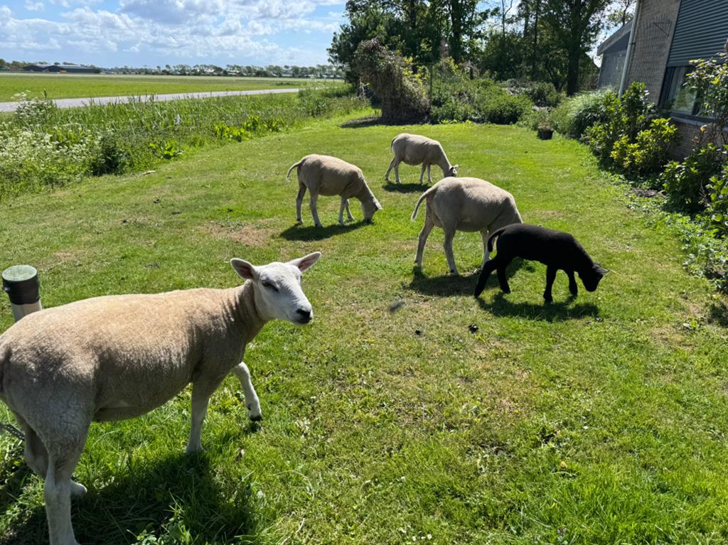 Lieve aanhankelijke Ooien zoeken mooi plekje met aandacht, Vrouwelijk, Schaap