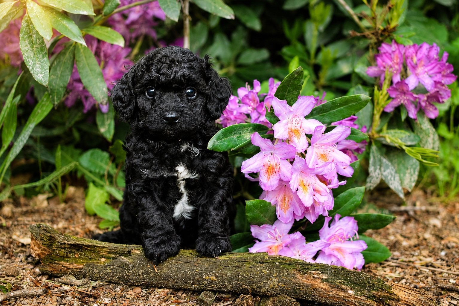 Kleine maltipoo puppys 🐶, Poedel, Parvo, 8 tot 15 weken, Meerdere