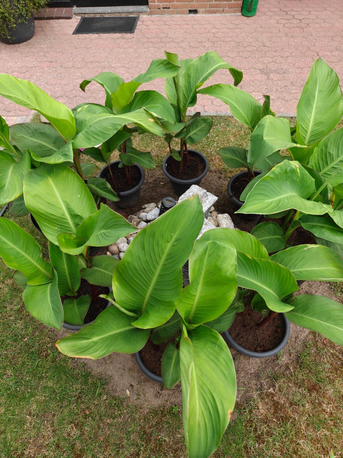Prachtige canna's in pot. Nu klein €10,- groot €20,-, Ophalen, Overige soorten, Volle zon