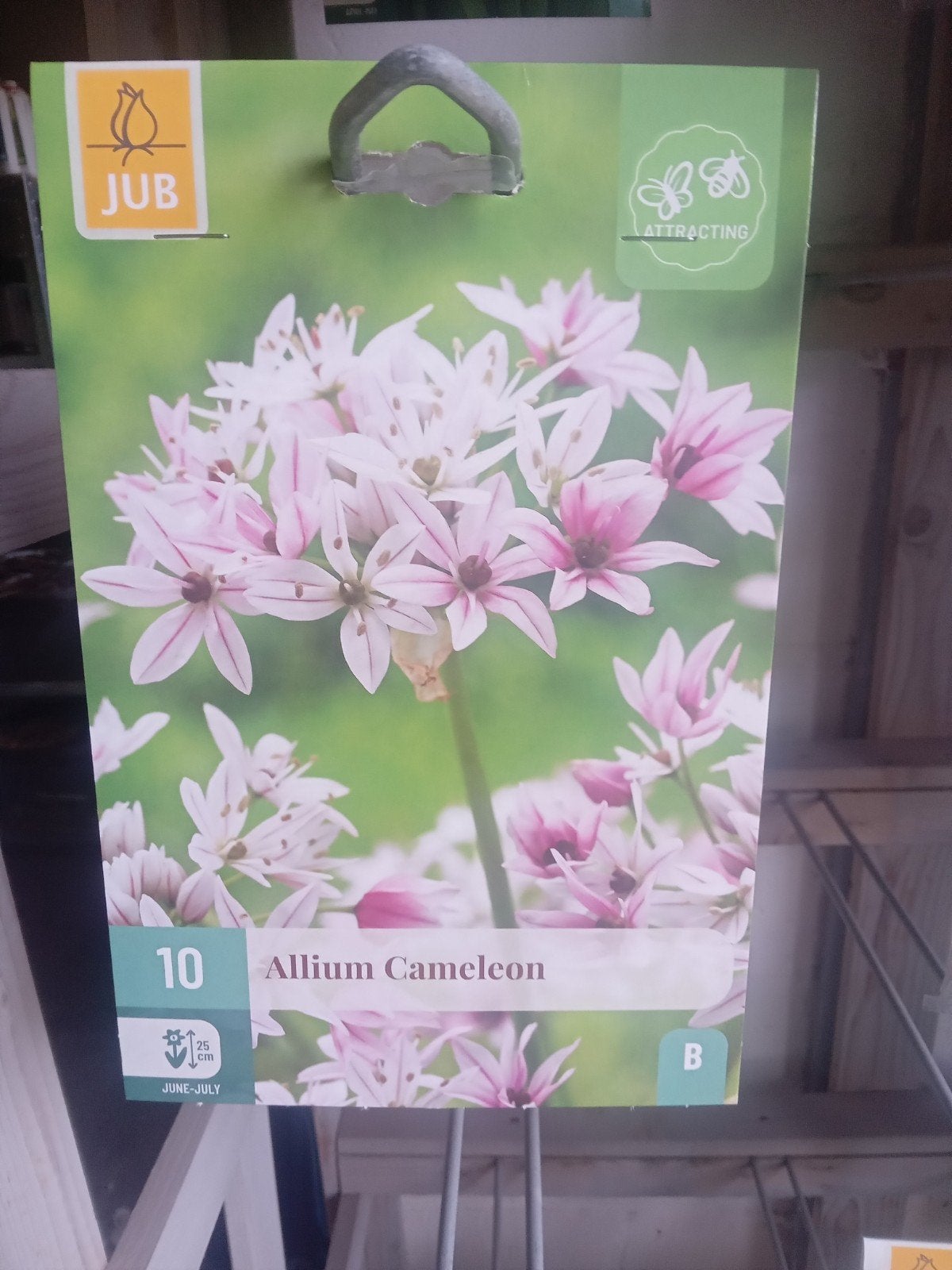 Allium Cameleon - Roze Sierui voor uw tuin, Ophalen of Verzenden, Najaar, Volle zon, Bloembol