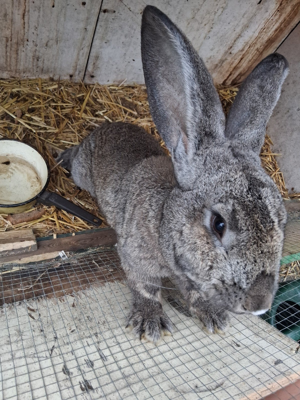 jonge Vlaamse reuzen te koop, Meerdere dieren, Groot