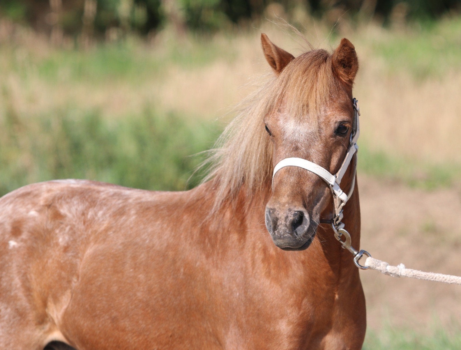 Prachtige shetlander en appaloosa ruinen, Ruin, A pony (tot 1.17m), Met stamboom, 3 tot 6 jaar