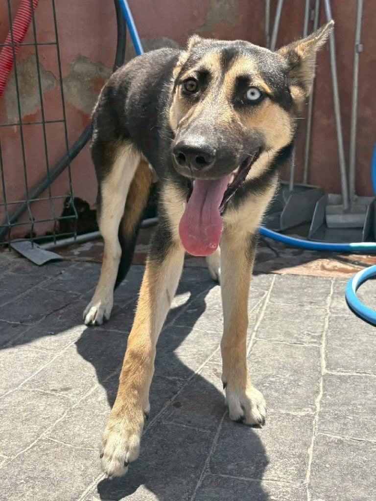 ACE: Zoran heeft een lief en zorgend karakter, Dieren en Toebehoren, Honden | Niet-rashonden, Particulier, 15 weken tot 1 jaar
