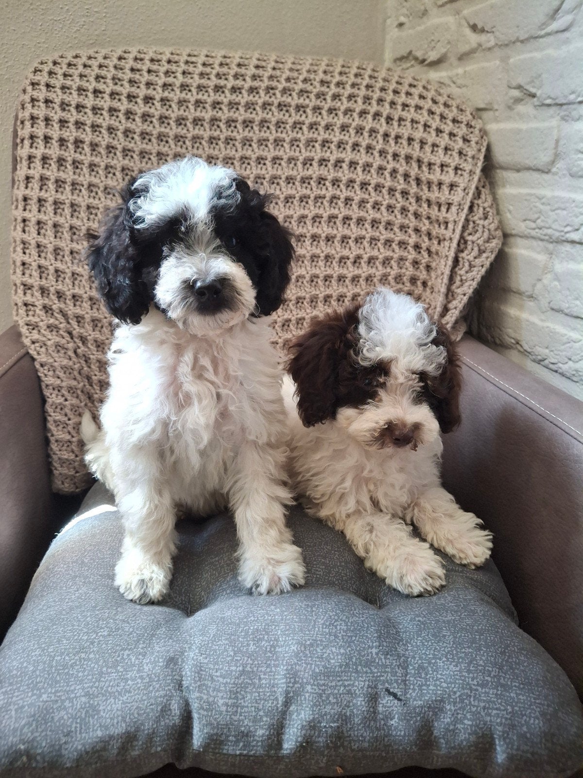 Dwergpoedel x toypoedel pups Teefjes, Dieren en Toebehoren, Honden | Chihuahua's en Gezelschapshonden, Poedel, Parvo, 8 tot 15 weken