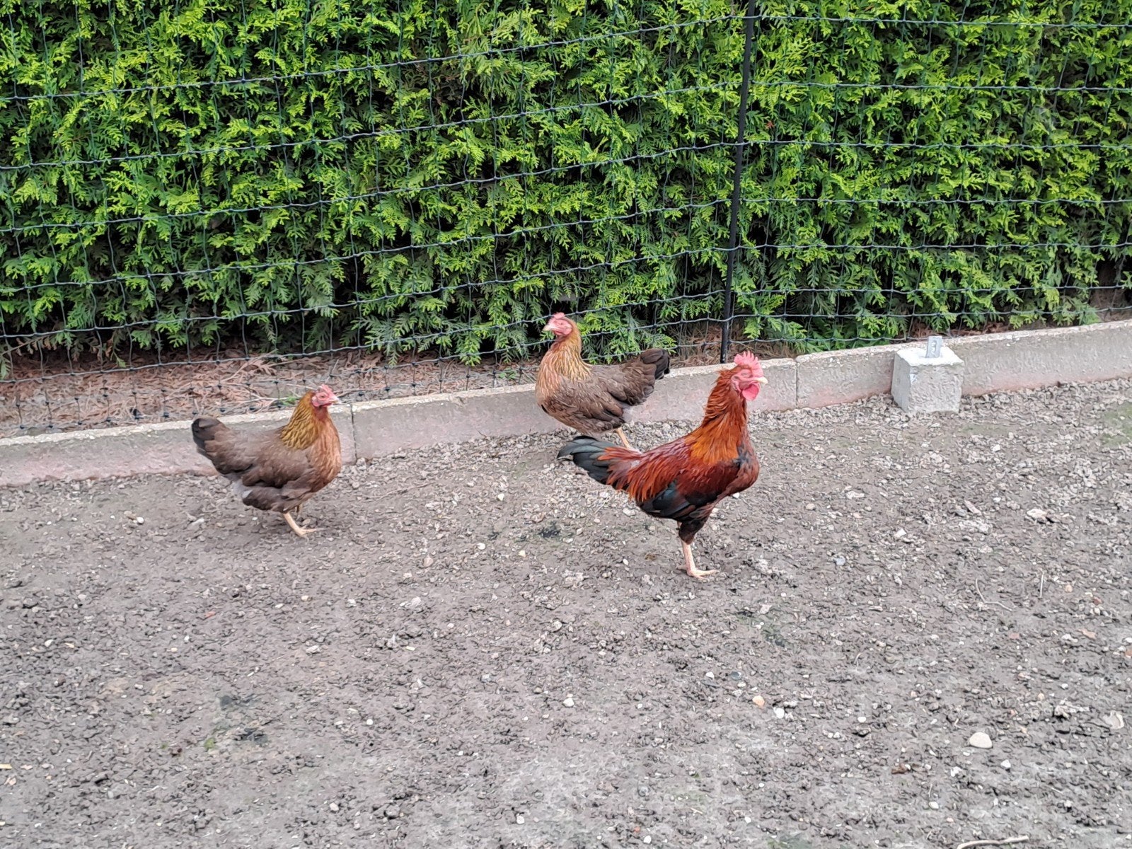 Te koop aangeboden 2 krielkipjes en 1 haantje, Dieren en Toebehoren, Meerdere dieren, Kip