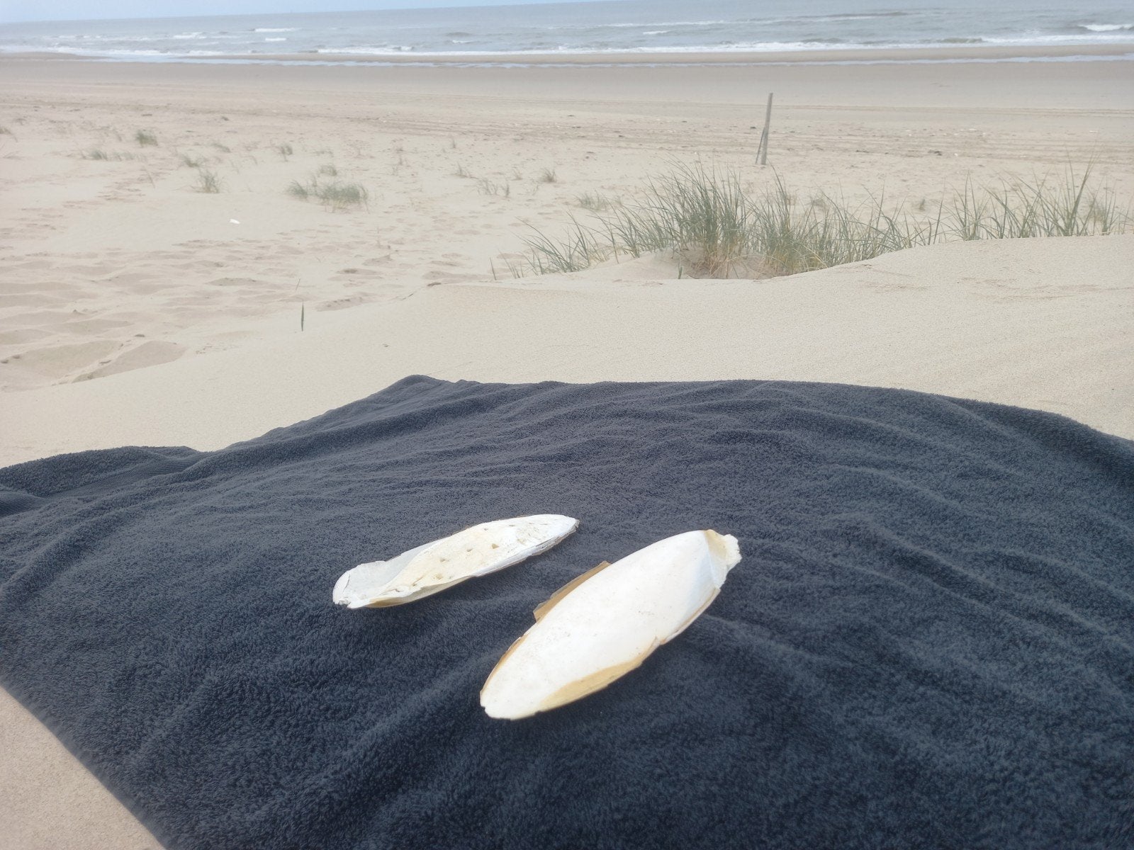 Zeeschuim ( sepiaschalen ) Calcium voor uw parkiet, kanarie., Meerdere dieren, Kleurkanarie