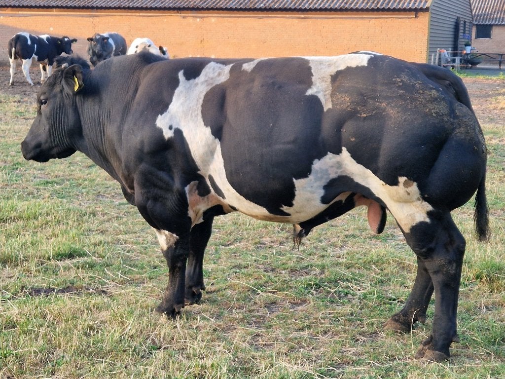 dikbil dekstier, Dieren en Toebehoren, Runderen, Mannelijk, 0 tot 2 jaar