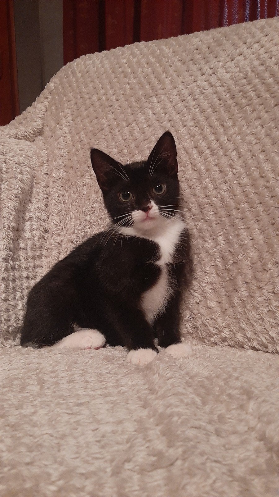 Lief kitten te koop!, Dieren en Toebehoren, Meerdere dieren