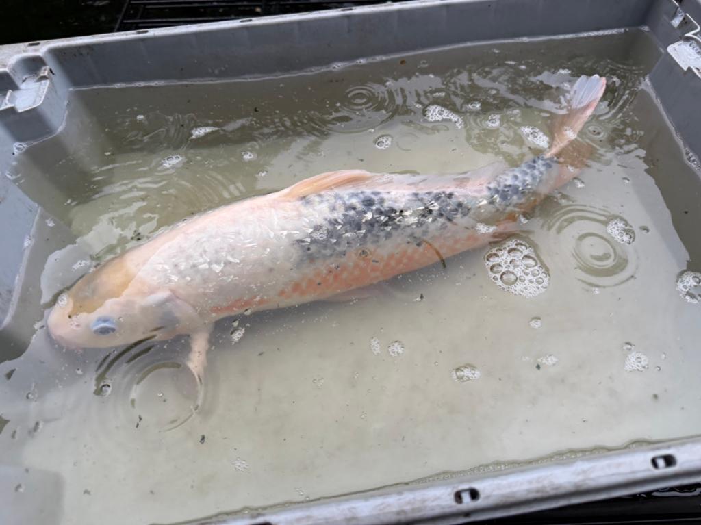 Koi kapper, Karper of Koi