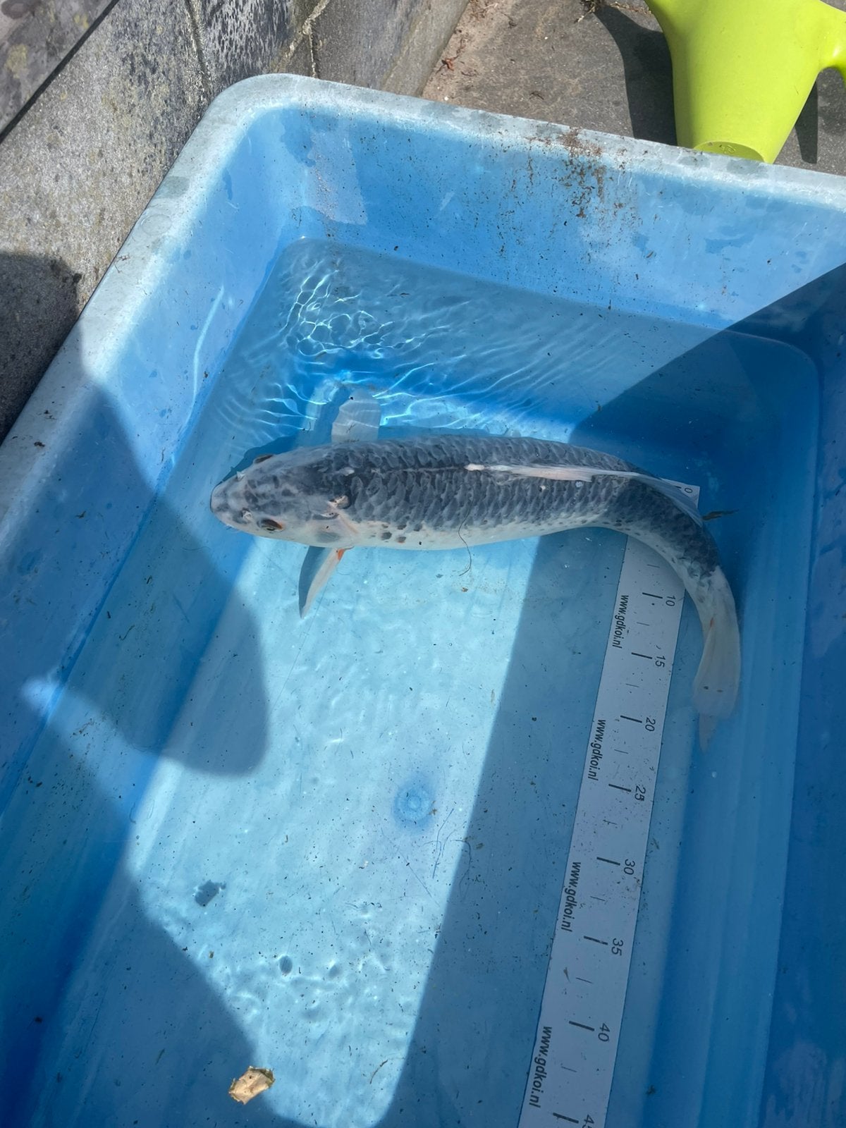 Mooie Koikarper 50 cm, Karper of Koi