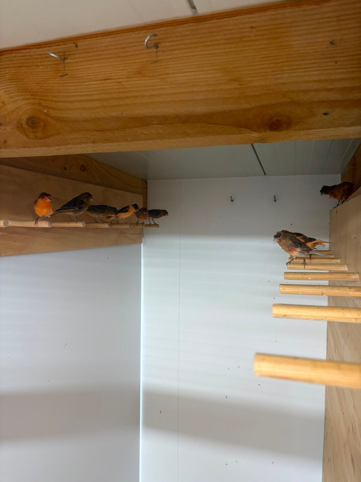 Harlekijnen kanaries te koop  van 2026, Dieren en Toebehoren, Vogels | Kanaries, Geslacht onbekend, Kleurkanarie