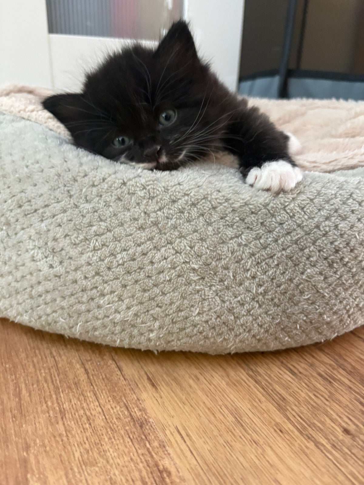 Lieve halve Britse korthaar kittens, Dieren en Toebehoren, Meerdere dieren, Ontwormd, 0 tot 2 jaar