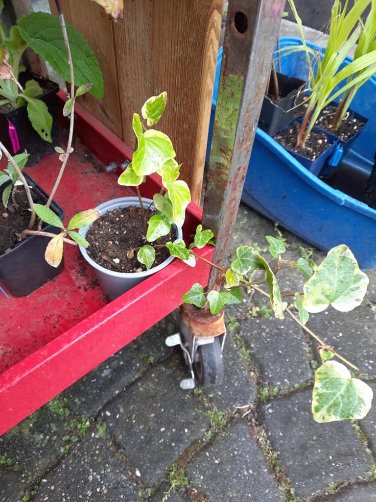 Bonte Klimop, Hedera Helix, hangplant, Ophalen, Overige soorten, Volle zon