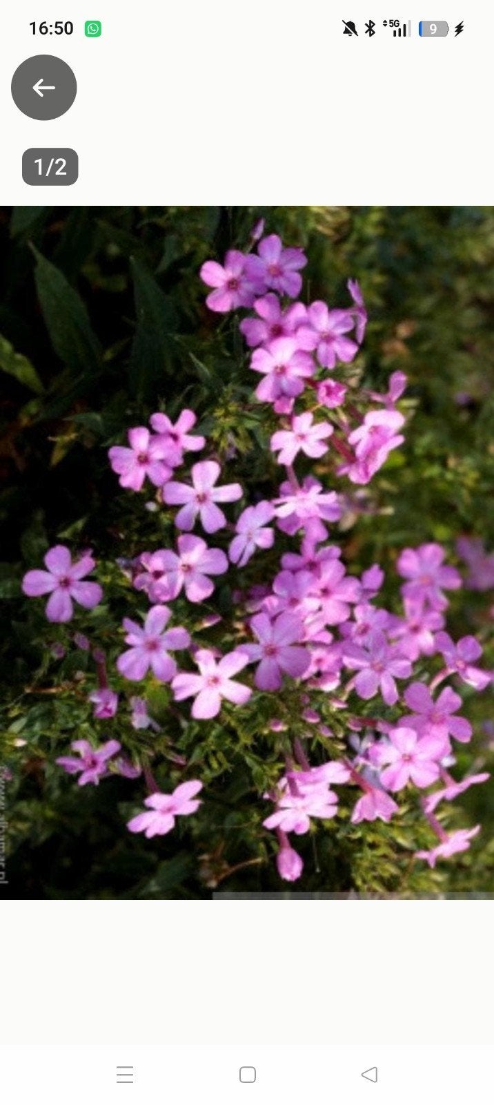 Phlox Bee Best Mauve in P12 pot - 350 op voorraad, Ophalen of Verzenden, Vaste plant, Overige soorten, Volle zon