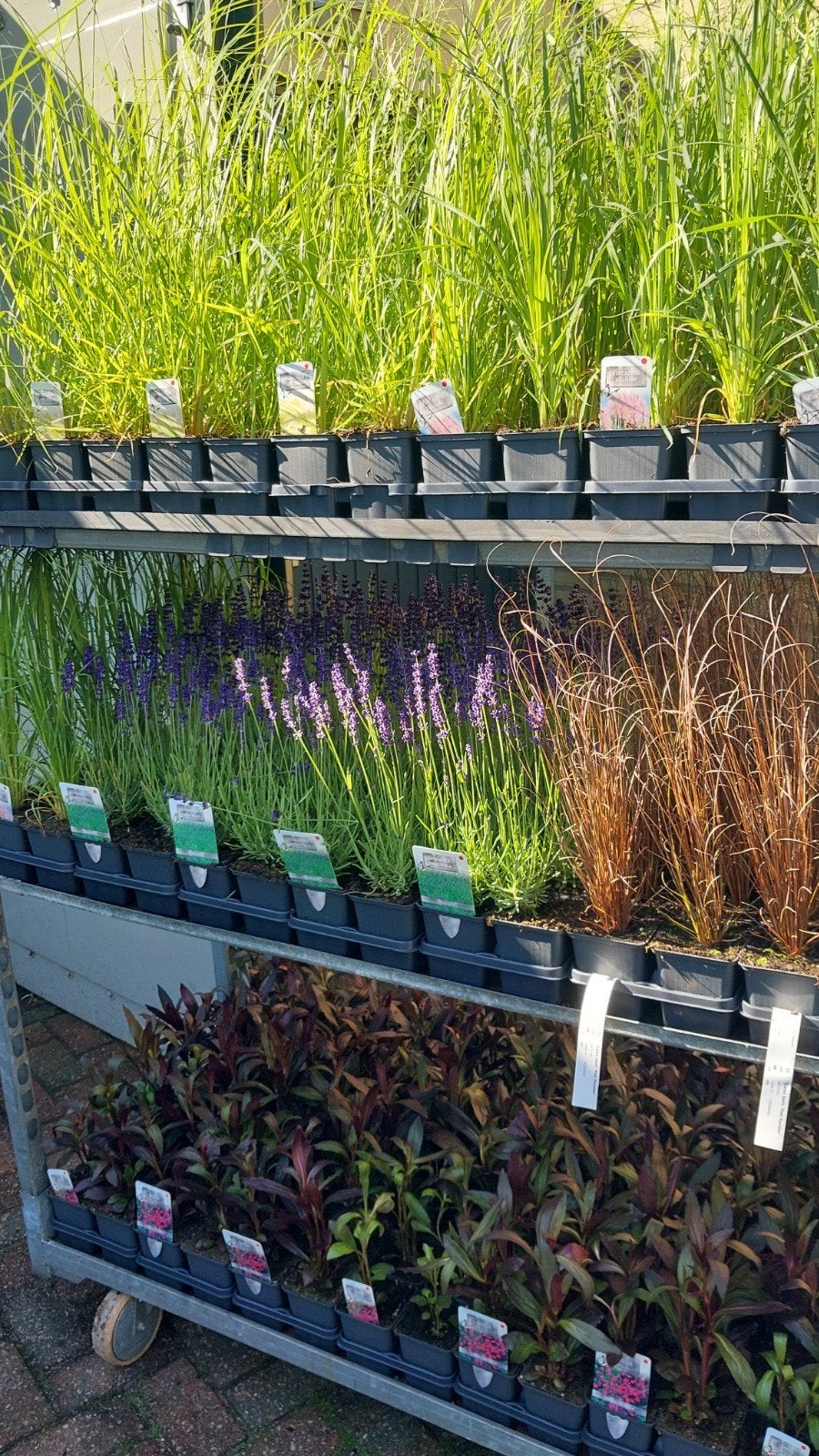 Vele vaste planten, Ophalen, Overige soorten, Volle zon