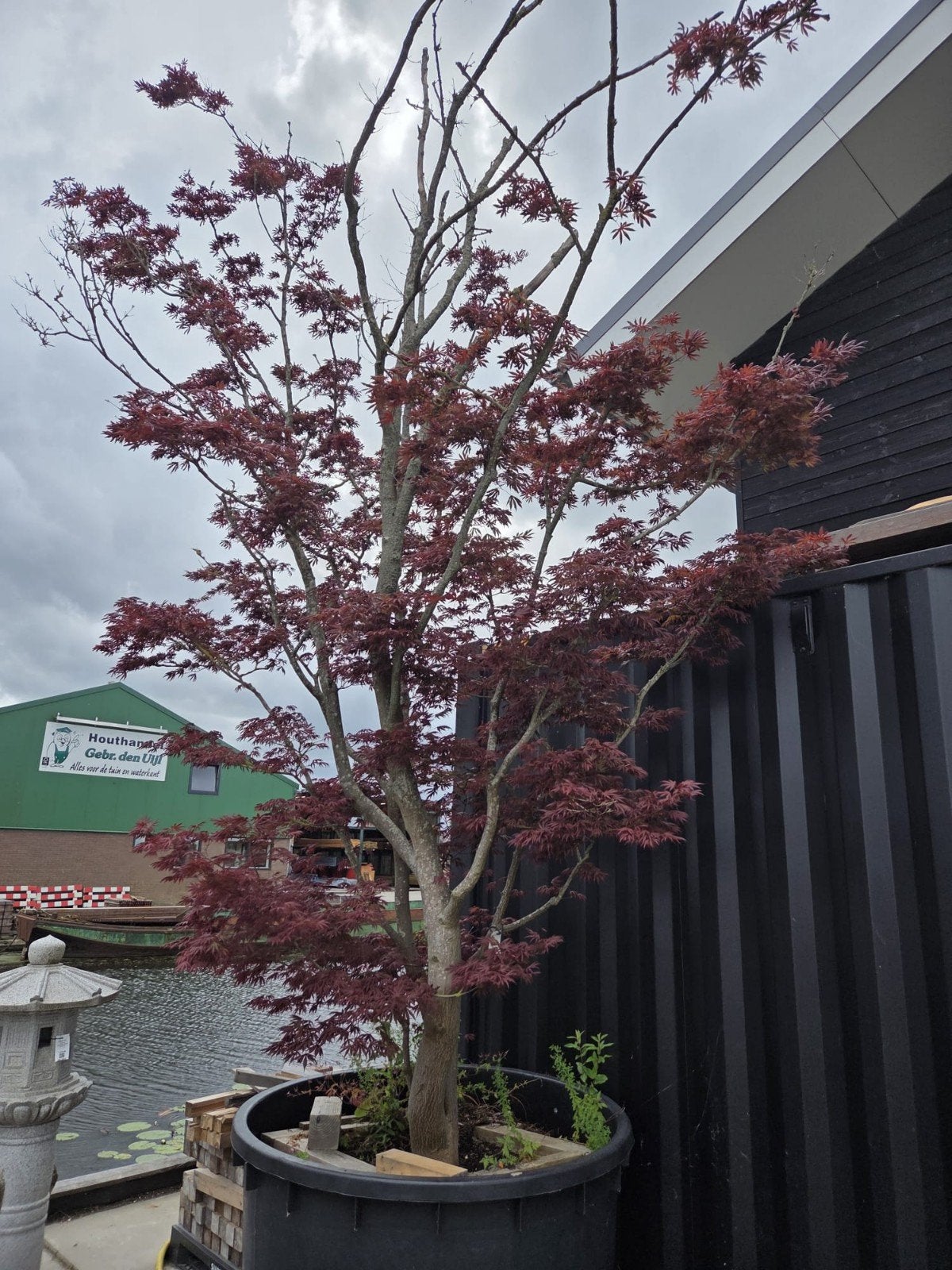 Japanse Esdoorn Bloodgood, Tuin en Terras, Planten | Bomen, Ophalen, Halfschaduw, Overige soorten, Lente
