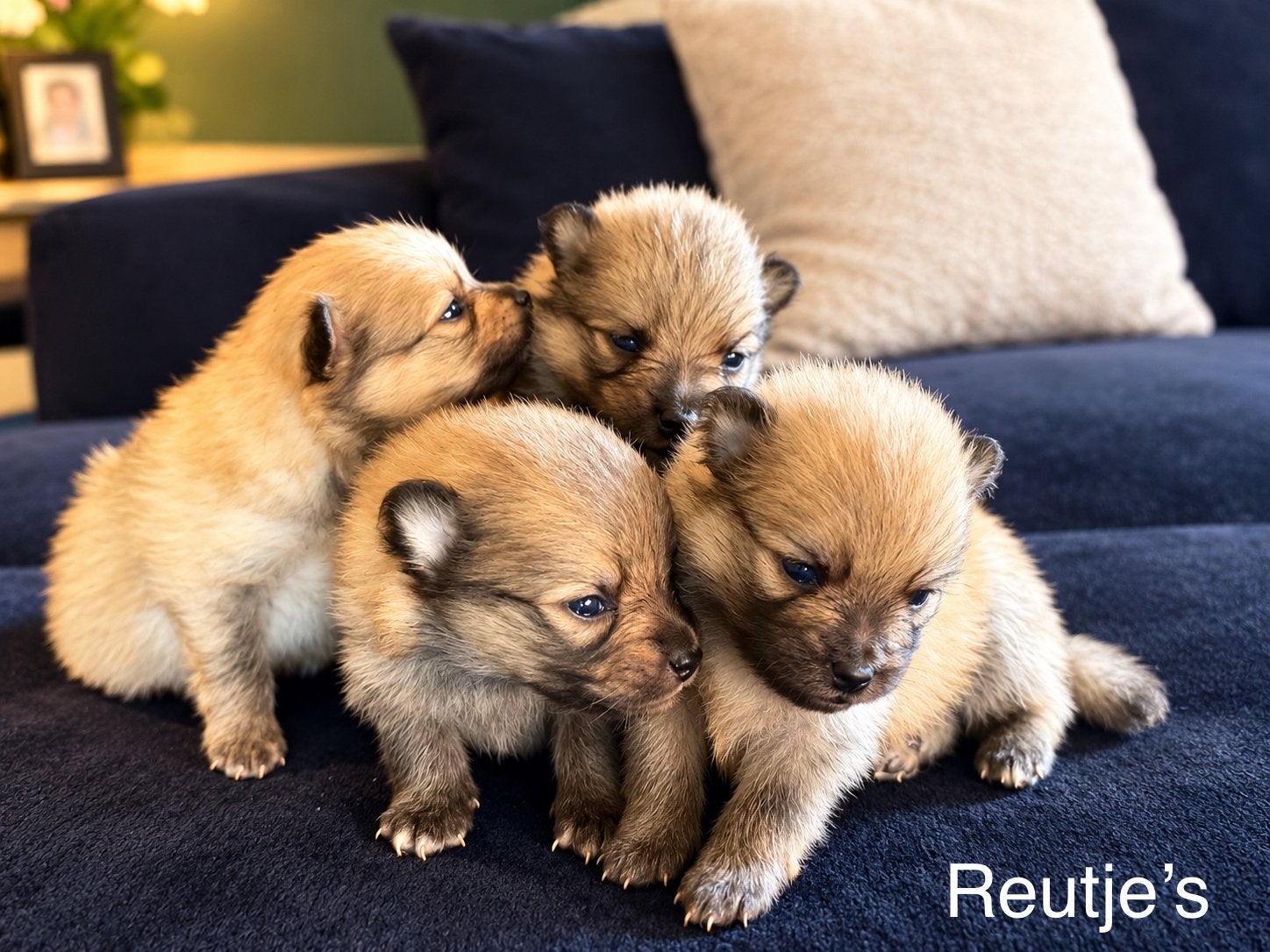 Pomeriaan nestje waarvan 4 reutjes/3 teefjes, Dieren en Toebehoren, 8 tot 15 weken, CDV (hondenziekte), Meerdere, Meerdere dieren