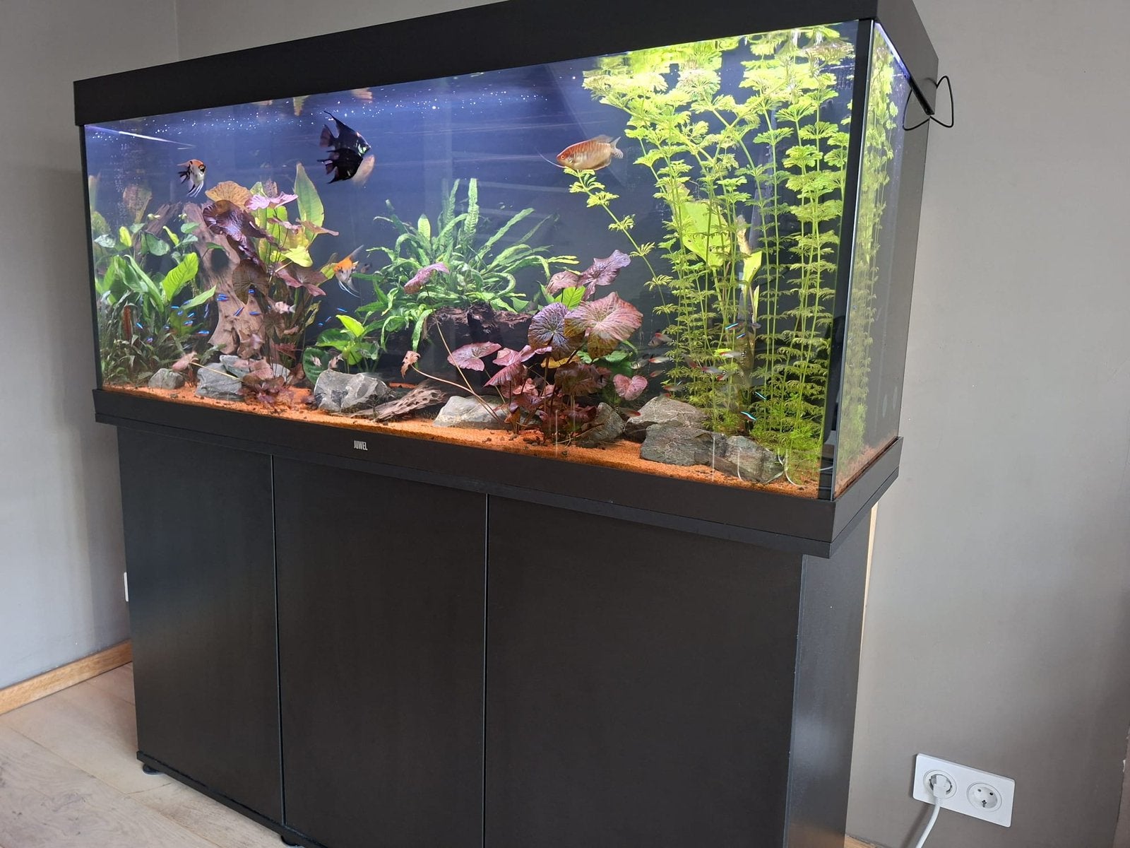 Juwel 450, Dieren en Toebehoren, Ophalen, Inclusief vissen, Juwel, Gevuld zoetwateraquarium