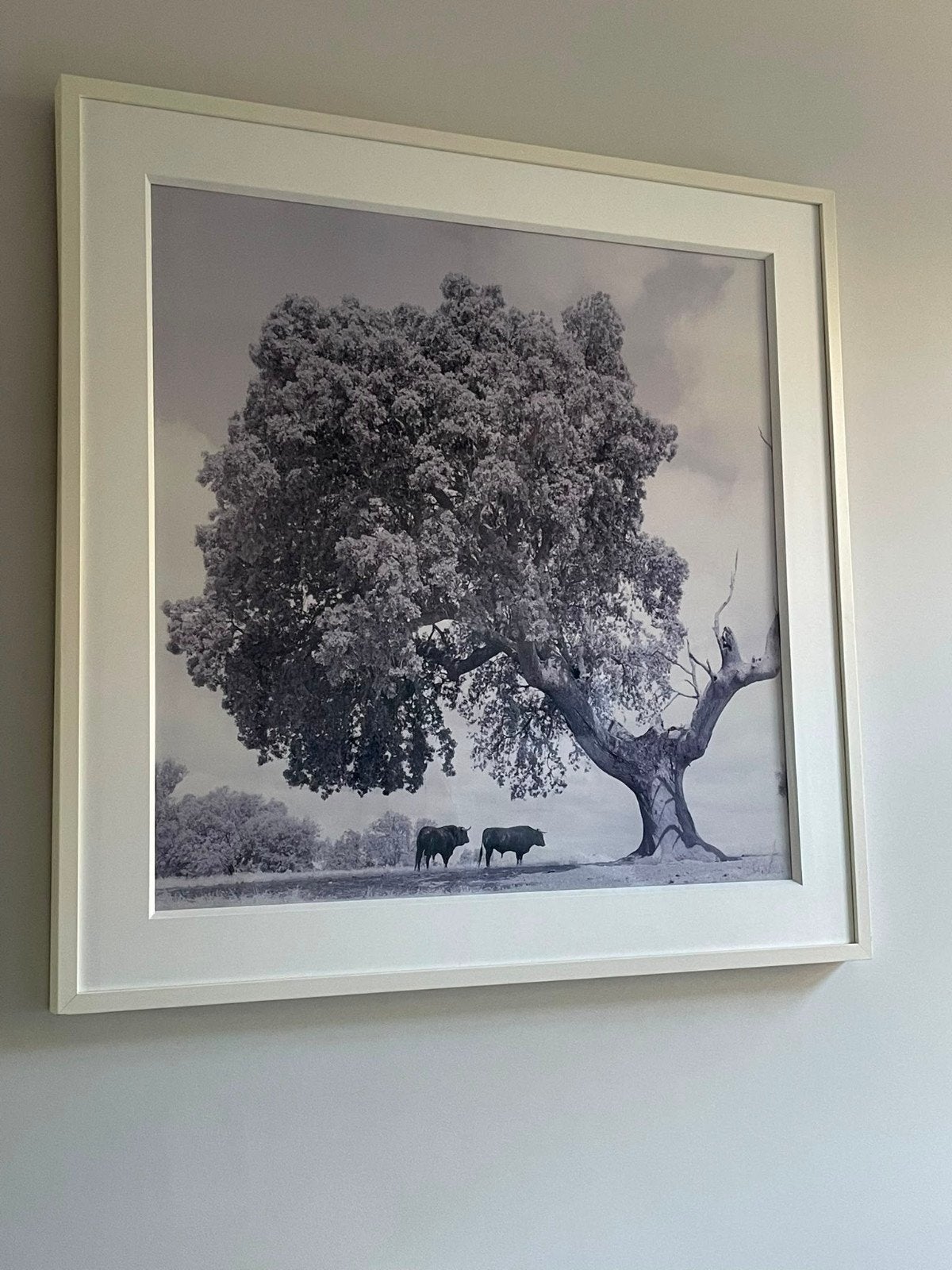 Toros  onder de eikenboom, Paul Ceulemans, Ophalen