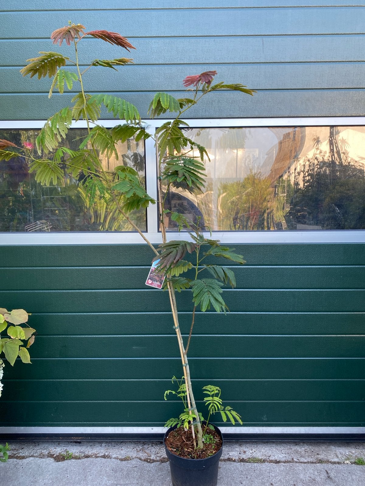 Albizia Julibrissin 'Evey's Pride' - Perzische Slaapboom, Volle zon, Vaste plant, Zomer, Ophalen
