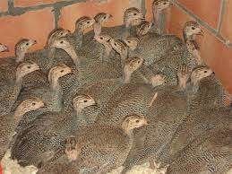 Parelhoenders., Meerdere dieren, Overige soorten