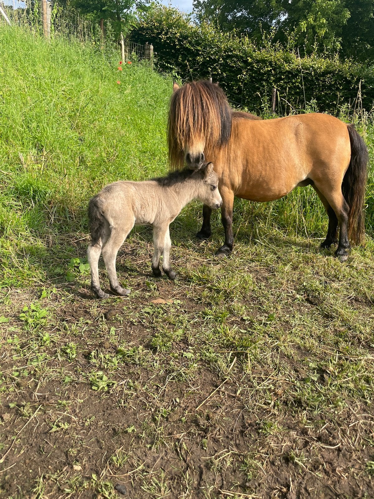Lieve shetlandermerrie, Dieren en Toebehoren, Merrie, A pony (tot 1.17m), Ontwormd, 7 tot 10 jaar