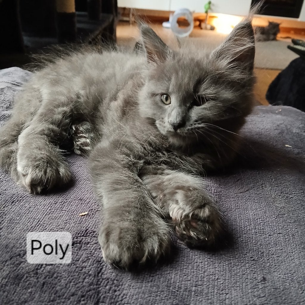 Maine coon Kittens  💖, Meerdere dieren, Ontwormd, 0 tot 2 jaar