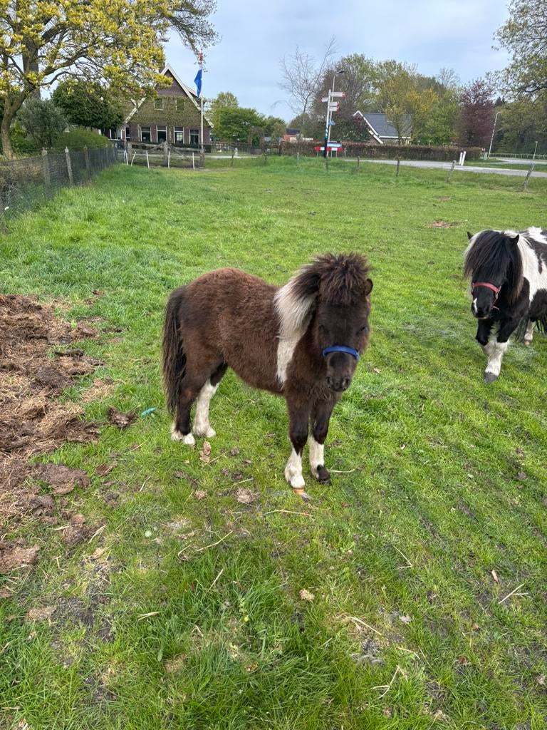 Mini jaarling hengstje Fallabella / amerikaans mini paardje, Dieren en Toebehoren, Hengst, Niet van toepassing, A pony (tot 1.17m)