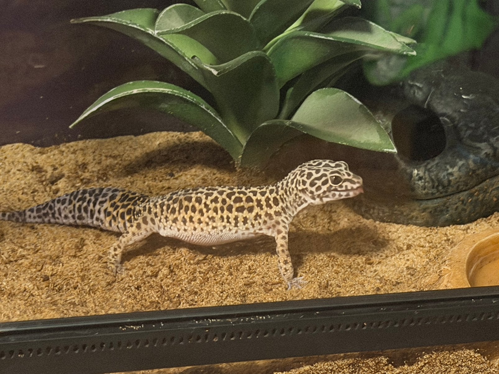 Koppel Luipaardgekko Leopard Gecko photo 3