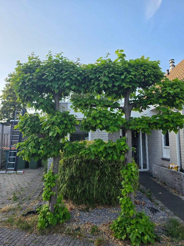 ​2x Prachtige Volgroeide Leilinden (15+ jaar oud), Ophalen, Volle zon, Leiboom, 100 tot 250 cm