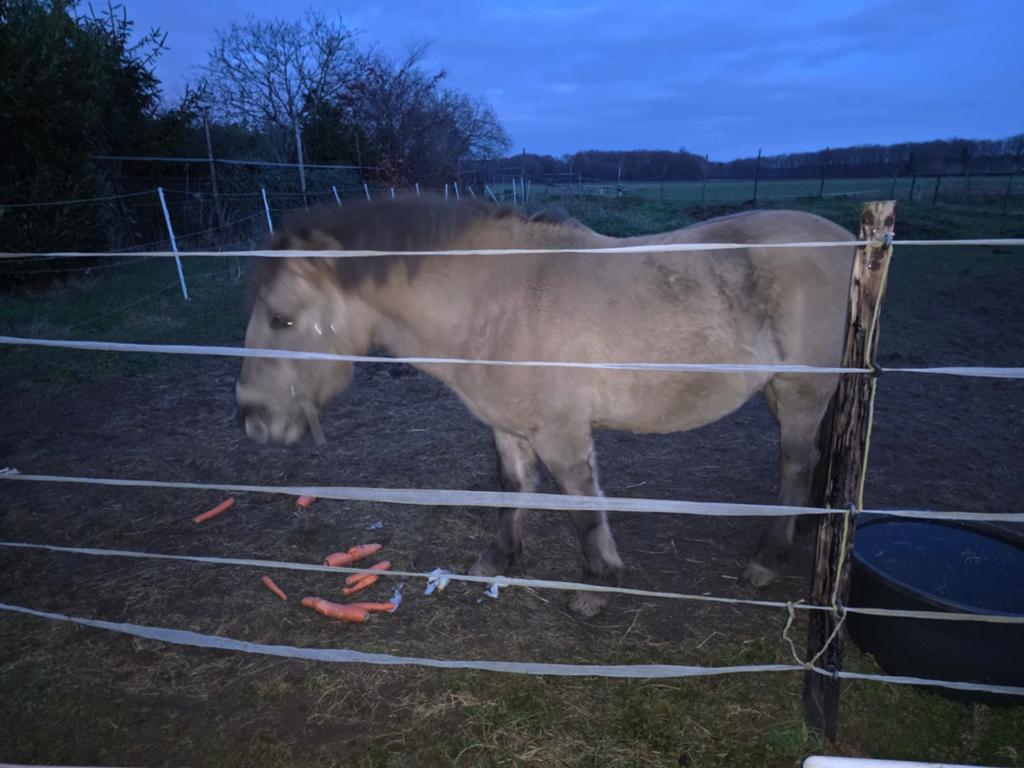 Verzorgpony, Dieren en Toebehoren, Stalling en Weidegang
