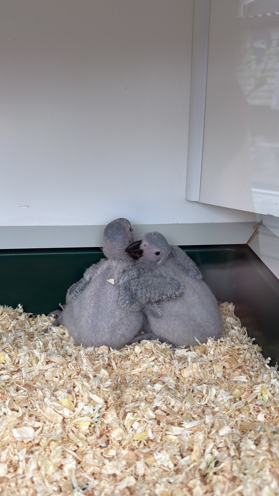 Baby grijze roodstaart papegaai, Geslacht onbekend, Papegaai