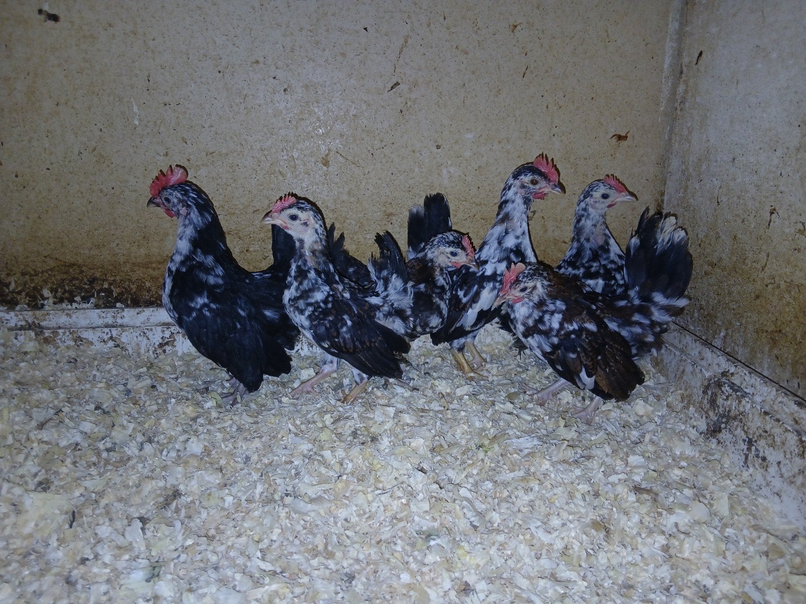 6 mooie bonte serama haantjes, Dieren en Toebehoren, Pluimvee, Mannelijk, Kip