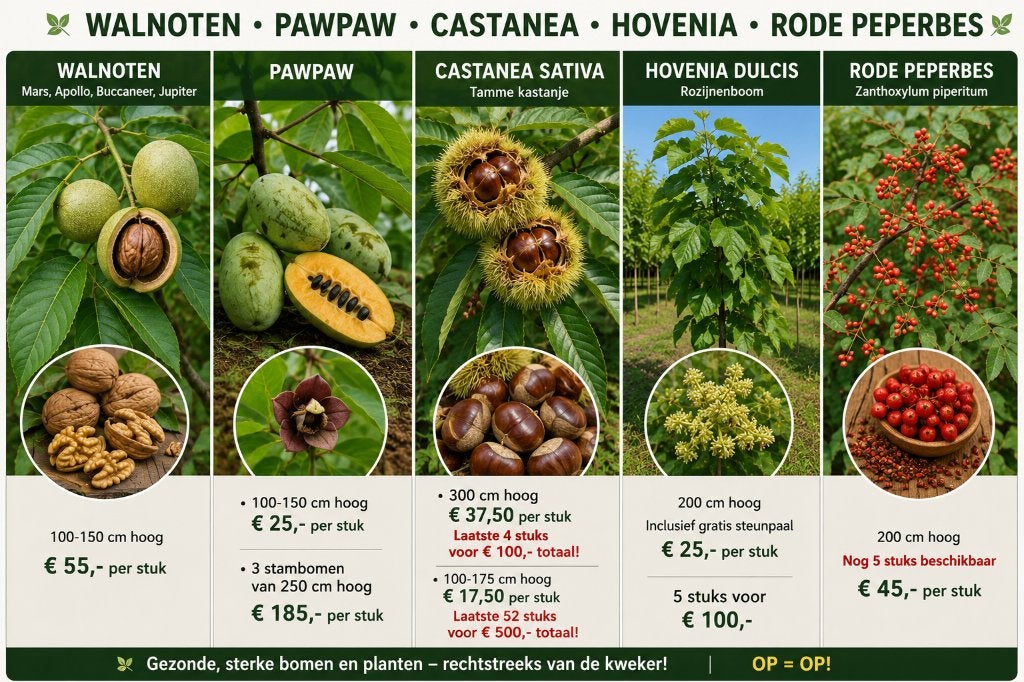 Partij 52 Tamme Kastanje Castanea sativa 100-175 cm, Lente, Overige soorten, In pot, Ophalen of Verzenden