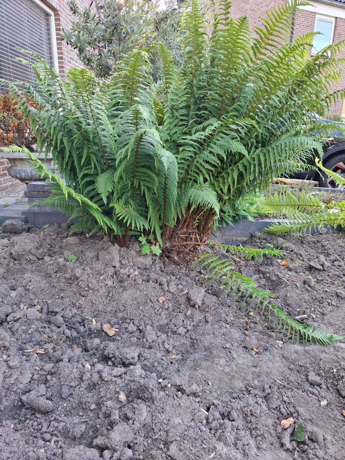 Koningsvaren - Osmunda regalis, Vaste plant, Varens, Ophalen of Verzenden, Bloeit niet