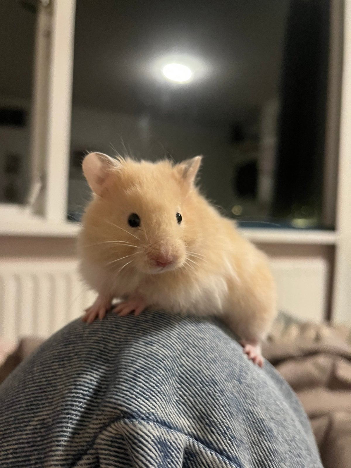 Lief goudhamster langhaar vrouwtje, Dieren en Toebehoren, Hamster, Augustus, Vrouwelijk, Tam