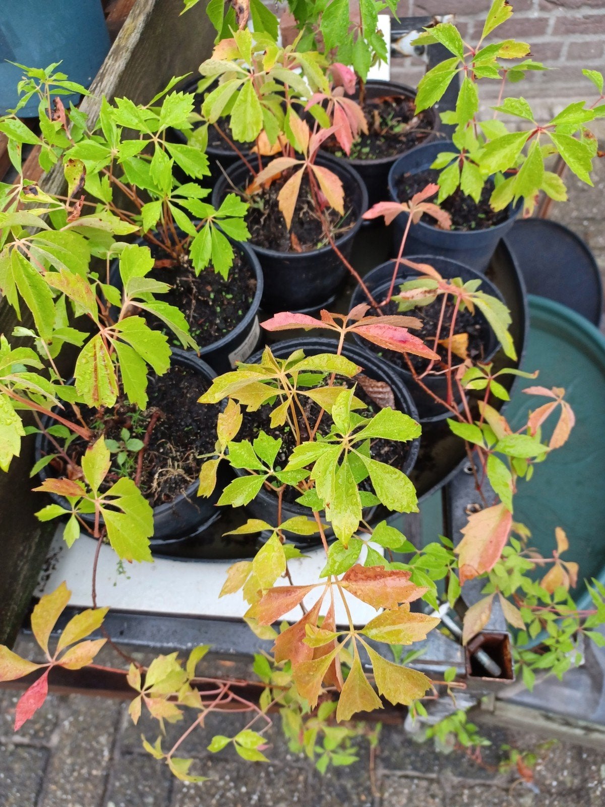 Wilde Wingerd planten - Ideaal voor gevelbegroeiing, Tuin en Terras, Planten | Tuinplanten, Ophalen of Verzenden